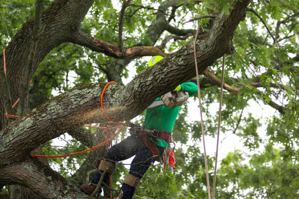 Leaf Removal in Kennedy, CA