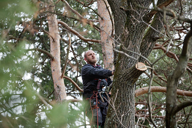 Best Emergency Tree Removal  in Kennedy, CA