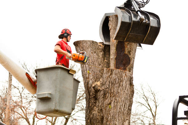 Best Tree Preservation Services  in Kennedy, CA